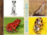 11 動物的花衣裳 課件