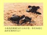 3出殼了 課件
