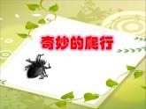 11奇妙的爬行 課件