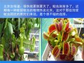 2吃蟲(chóng)草 課件