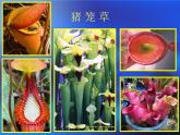 2吃蟲(chóng)草 課件