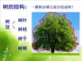 3認識身邊的樹 課件