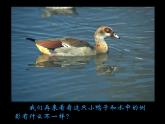 17畫影子 課件