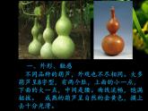 綜合練習(xí)21 葫蘆娃 葫蘆畫  課件