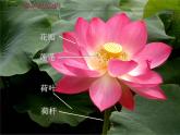 14花鳥畫（二） 課件