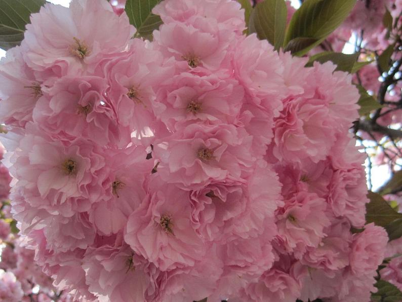 6 花团锦簇 课件第1页