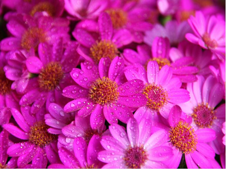 6 花团锦簇 课件第2页