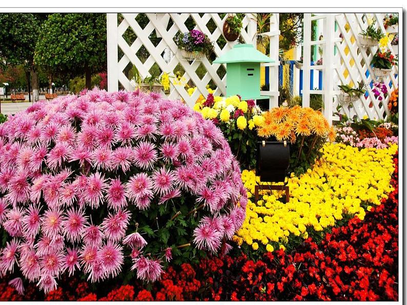 6 花团锦簇 课件第3页