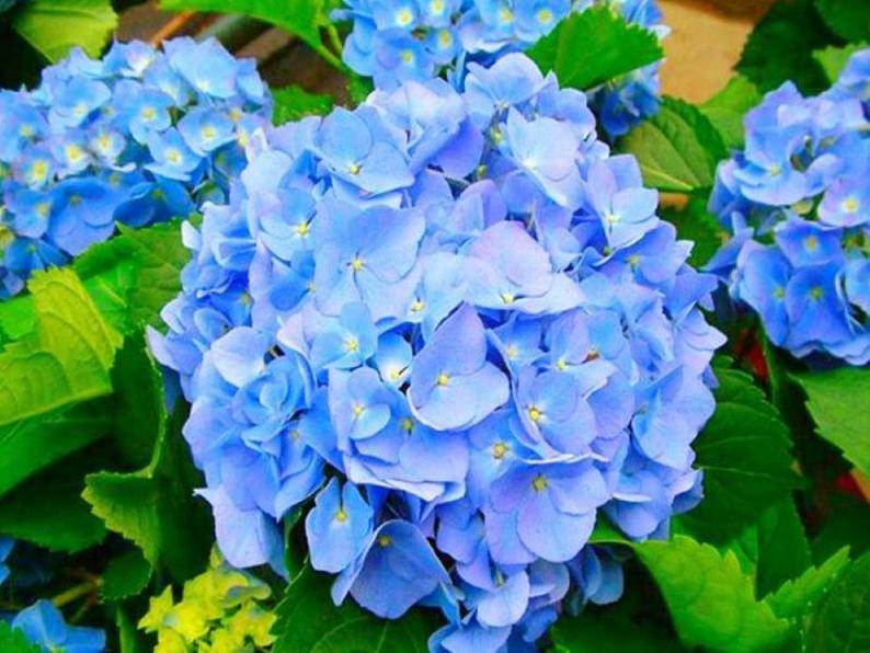 6 花团锦簇 课件第5页