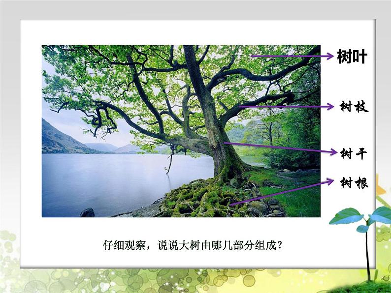 四年级下册美术课件－7《生长的植物》  ｜浙美版（2014秋）第2页