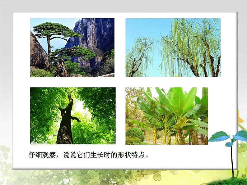 四年级下册美术课件－7《生长的植物》  ｜浙美版（2014秋）第3页