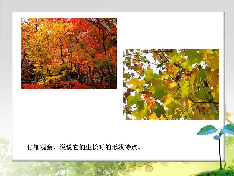 四年级下册美术课件－7《生长的植物》  ｜浙美版（2014秋）第5页