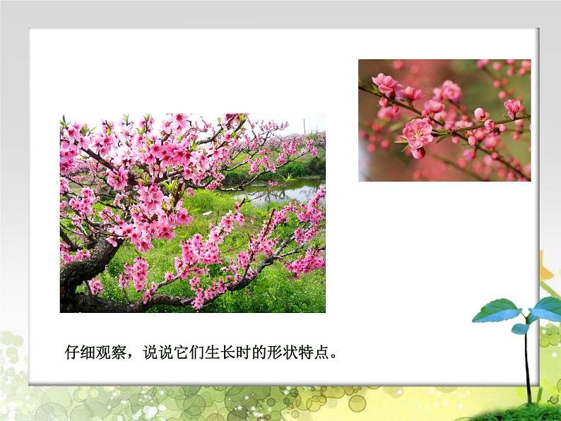 四年级下册美术课件－7《生长的植物》  ｜浙美版（2014秋）第6页