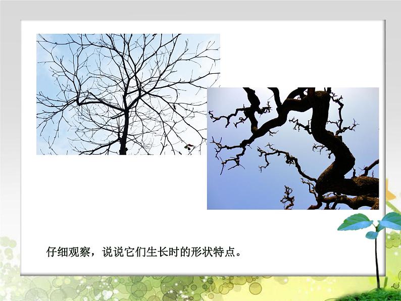 四年级下册美术课件－7《生长的植物》  ｜浙美版（2014秋）第8页