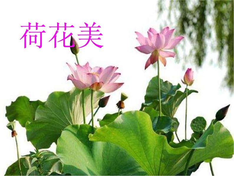 三年级下册美术课件-第5课 荷花美丨赣美版01