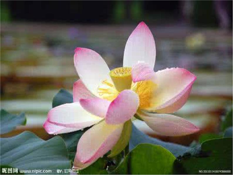 三年级下册美术课件-第5课 荷花美丨赣美版02