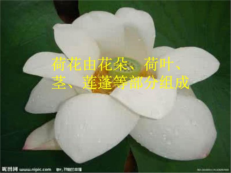 三年级下册美术课件-第5课 荷花美丨赣美版03