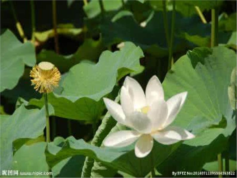 三年级下册美术课件-第5课 荷花美丨赣美版04