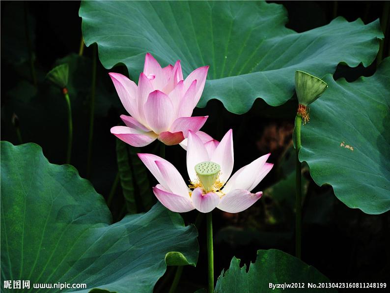 三年级下册美术课件-第5课 荷花美丨赣美版05