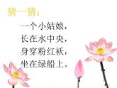 三年级下册美术课件-第5课 荷花美丨赣美版  (2)