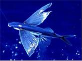 赣美版二下7.水族馆 课件