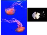 赣美版二下7.水族馆 课件