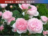 赣美版一下2.鲜艳的花朵 课件