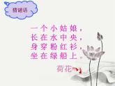 赣美版三下 5.荷花美 课件