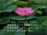 赣美版三下 5.荷花美 课件