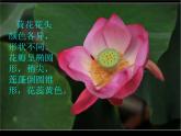 赣美版三下 5.荷花美 课件