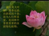 赣美版三下 5.荷花美 课件