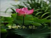 赣美版三下 5.荷花美 课件