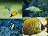 一年級下冊美術(shù)課件－7.大魚和小魚｜嶺南版