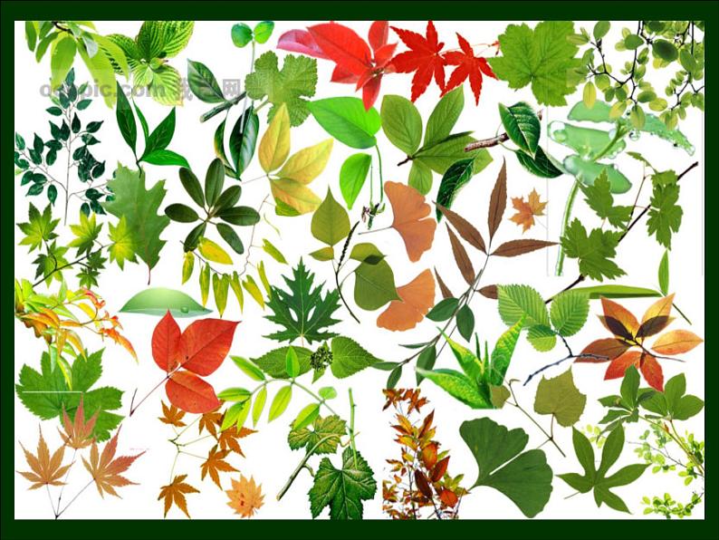 三年级下册美术课件－15.秋天的落叶 ｜岭南版08