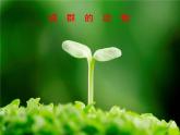四年級(jí)下冊(cè)美術(shù)課件－14.成群的動(dòng)物 ｜嶺南版