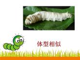二年級下冊美術(shù)課件－14.蟲蟲蟲（一）｜蘇少版