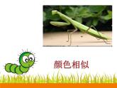 二年級下冊美術(shù)課件－14.蟲蟲蟲（一）｜蘇少版