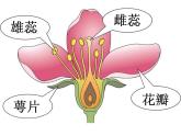 二年級(jí)下冊(cè)美術(shù)課件－6.花兒朵朵（一）｜蘇少版