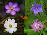二年級(jí)下冊(cè)美術(shù)課件－6.花兒朵朵（一）｜蘇少版