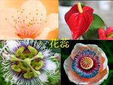 二年級(jí)下冊(cè)美術(shù)課件－6.花兒朵朵（一）｜蘇少版