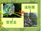 六年級下冊美術(shù)課件－6.向動物朋友學(xué)習(xí)｜蘇少版