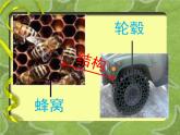 六年級下冊美術(shù)課件－6.向動物朋友學(xué)習(xí)｜蘇少版