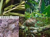 湘美版小学美术一下 16.变色龙 课件