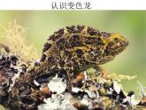 湘美版小学美术一下 16.变色龙 课件