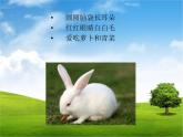 湘美版小学美术二下 4.动物聚会 课件