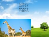 湘美版小学美术二下 4.动物聚会 课件