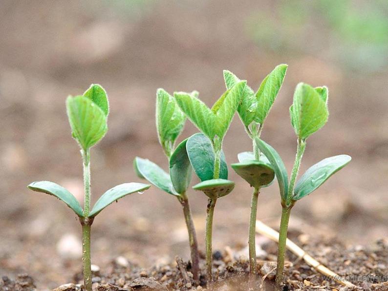 赣美版二下4.春夏的色彩 课件06