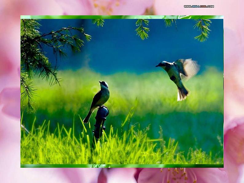 赣美版二下4.春夏的色彩 课件07