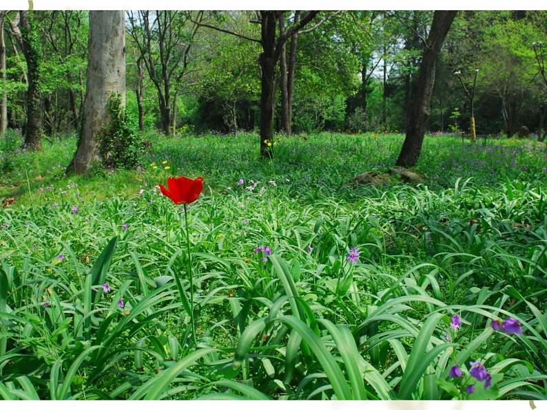 赣美版二下4.春夏的色彩 课件08