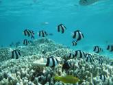 赣美版二下7.水族馆 课件